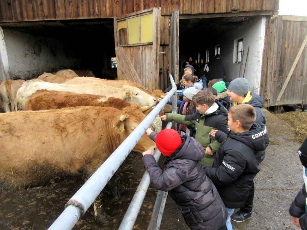 Gruppe Kinder mit Rindern